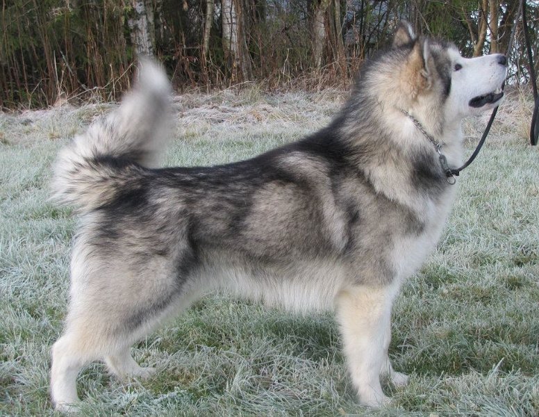 nero15kk.jpg - 15 kk / 15 months