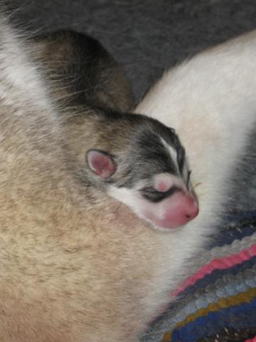 Annanpennut051.JPG - 5.5.2010