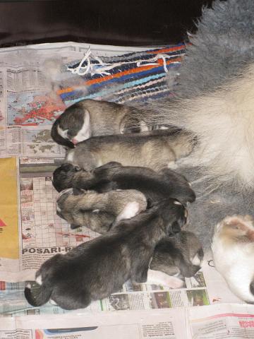 Annanpennut054.JPG - 5.5.2010