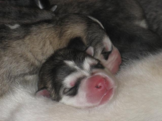 Annanpennut066.JPG - 5.5.2010