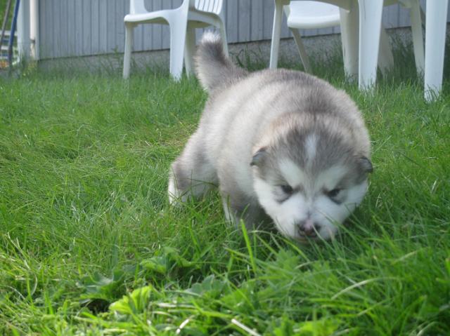 Artemis(3).JPG - Artemis