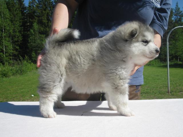 Artemis4vk.JPG - Artemis 4 weeks