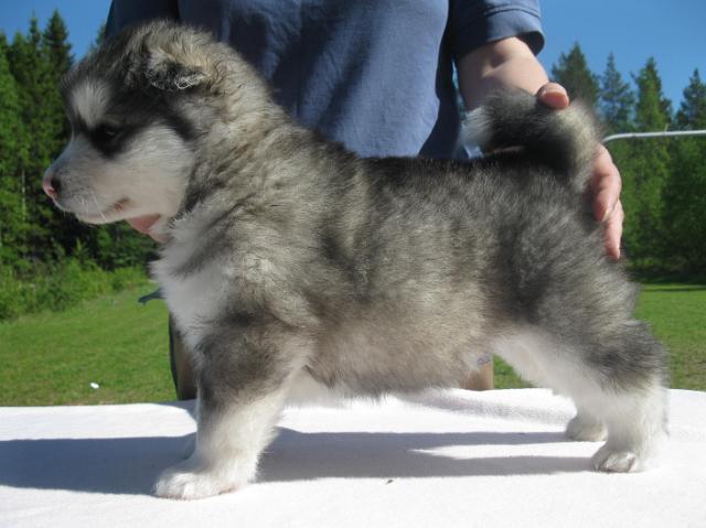 Faros4vk.JPG - Faros 4 weeks