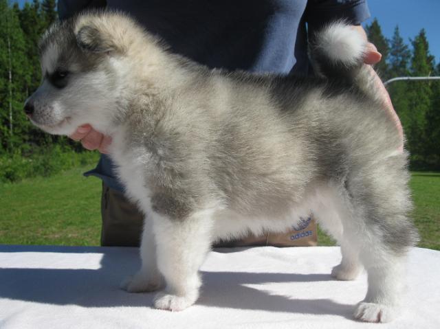 Giza4vk.JPG - Giza 4 weeks