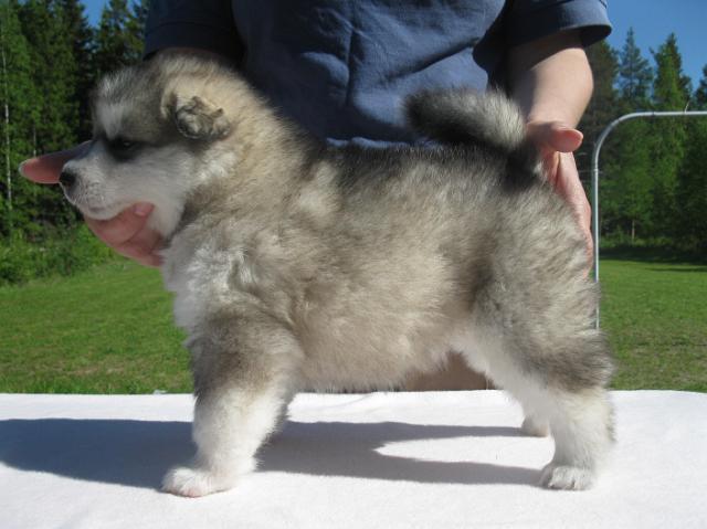 Halikarnassos4vk.JPG - Halikarnassos 4 weeks