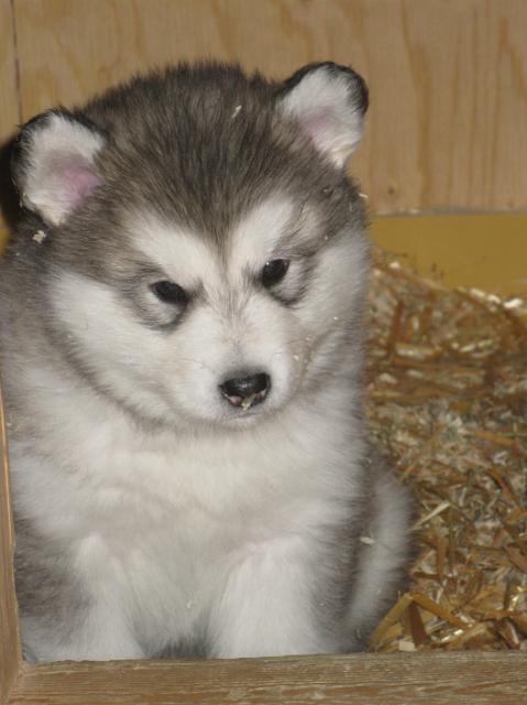 IMG_7782.JPG - 5 weeks