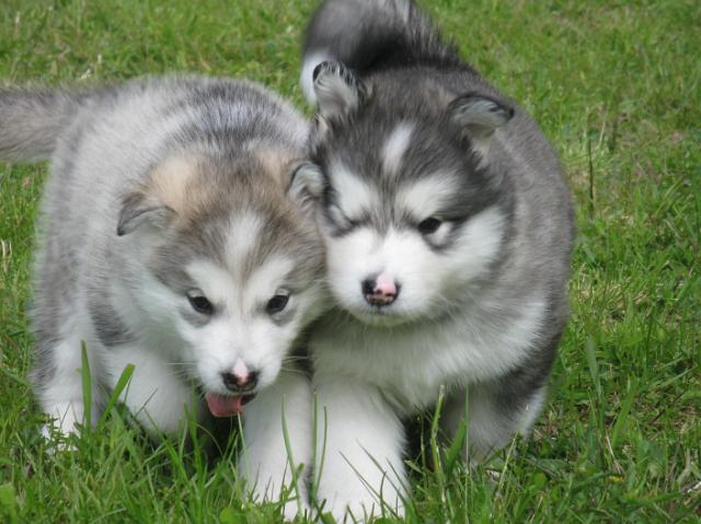 IMG_7784.JPG - 5 weeks