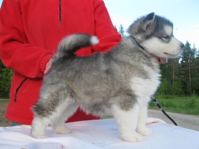 IMG_7917.JPG - Faros 11.6.2010