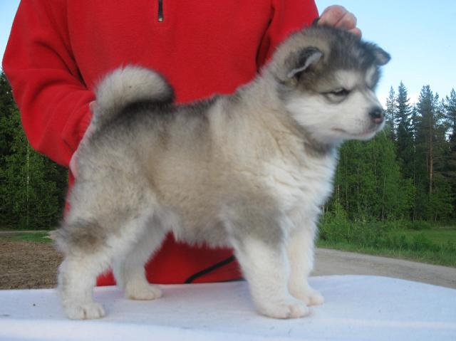 IMG_7929.JPG - Halikarnassos 11.6.2010