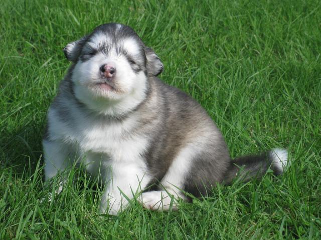 Olympia.JPG - Olympia