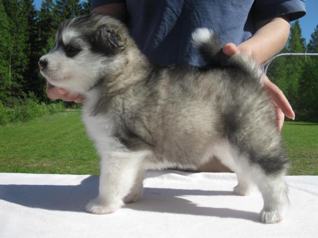 Olympia4vk.JPG - Olympia 4 weeks