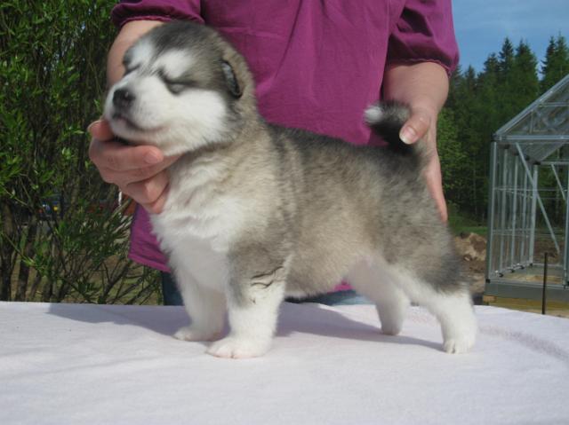 Rodos(2).JPG - Rodos 3 weeks