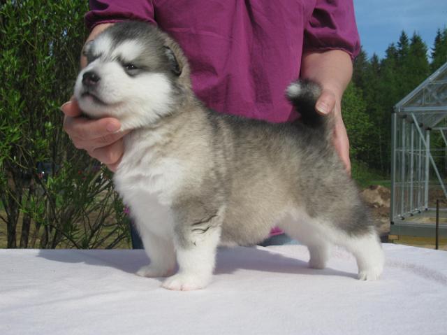 Rodos.JPG - Rodos 3 weeks