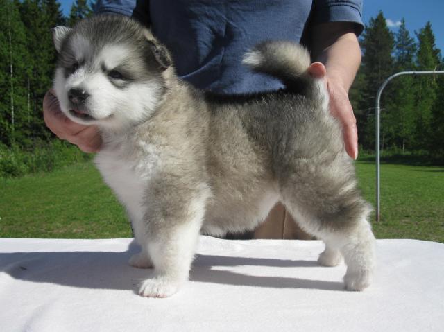 Rodos4vk.JPG - Rodos 4 weeks