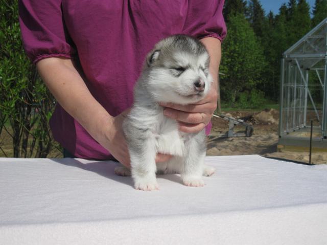 UtamuutinArtemis3vk(2).JPG - Artemis 3 weeks