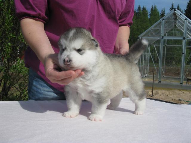 UtamuutinArtemis3vk.JPG - Artemis 3 weeks