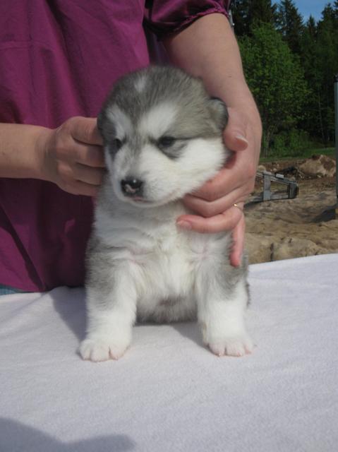 UtamuutinBabylon3vk(2).JPG - Babylon 3 weeks