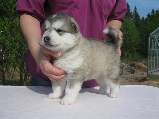 UtamuutinBabylon3vk.JPG - Babylon 3 weeks