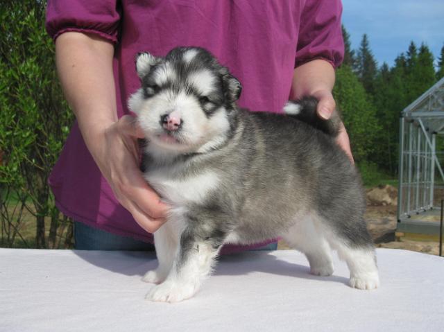 UtamuutinFaros3vk.JPG - Faros 3 weeks