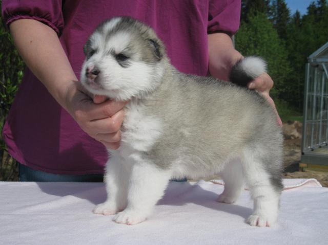 UtamuutinGiza3vk.JPG - Giza 3 weeks