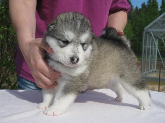 UtamuutinHalikarnassos3vk(2).JPG - Halikarnassos 3 weeks