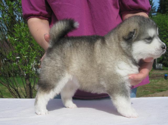 UtamuutinHalikarnassos3vk.JPG - Halikarnassos 3 weeks