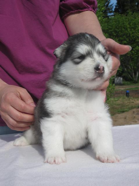 UtamuutinOlympia3vk(2).JPG - Olympia 3 weeks