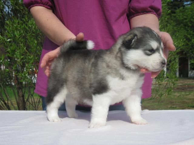 UtamuutinOlympia3vk(3).JPG - Olympia 3 weeks