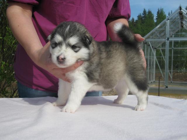 UtamuutinOlympia3vk.JPG - Olympia 3 weeks