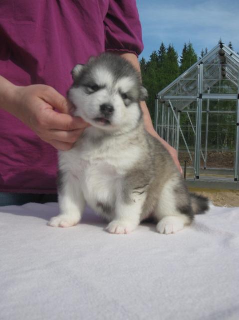 UtamuutinRodos3vk(2).JPG - Rodos 3 weeks