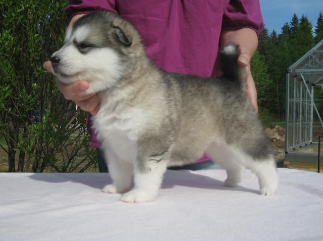 UtamuutinRodos3vk.JPG - Rodos 3 weeks