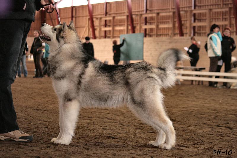 IMG_8074.JPG - Karo alaskanmalamuuttien erikoisnäyttelyssä 11.4.2010 / Karo at Finnish Alaskan malamute specialty 11.4.2010
