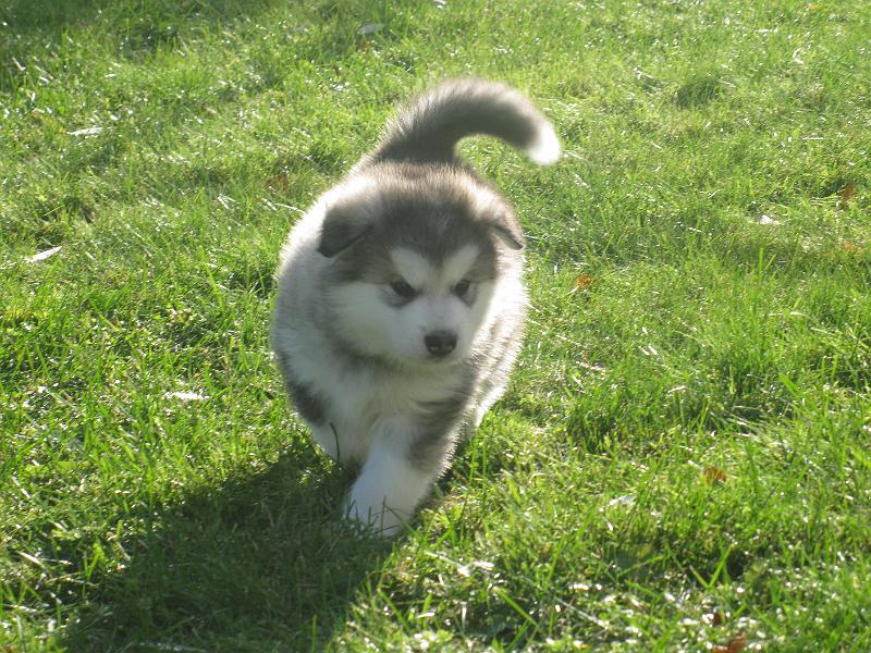 Karo5vko.jpg - Karo 5 viikkoa / 5 weeks