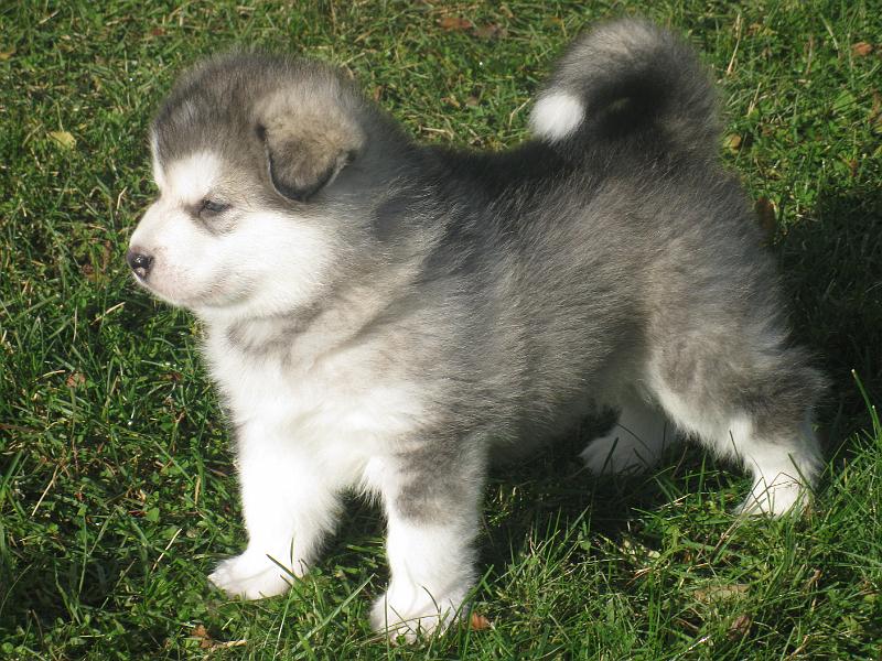 Karo5vko_2.jpg - Karo 5 viikkoa / 5 weeks