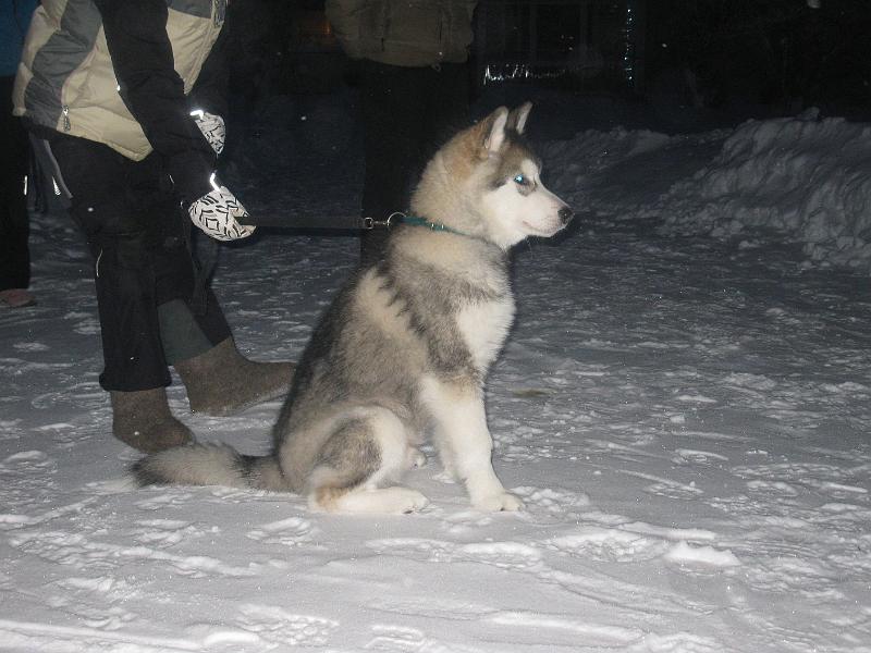 Karo7.2.2010.JPG - Karo 7.2.2010