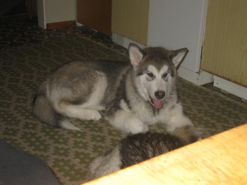 Karo7.2.2010_3.JPG - Karo 7.2.2010