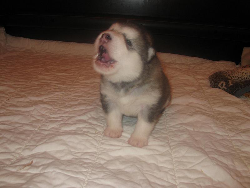 pentu2vk09003.jpg - 2 vkoa / 2 weeks