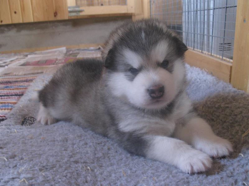 pentu3vk2pv09051.jpg - 3 vkoa / 3 weeks