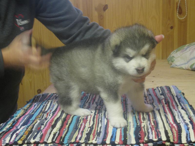 pentu3vk3pv09061.jpg - 3 vkoa / 3 weeks