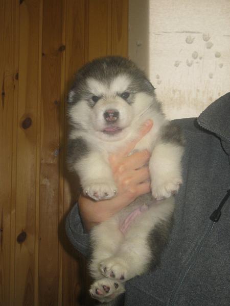 pentu3vk3pv09069.jpg - 3 vkoa / 3 weeks