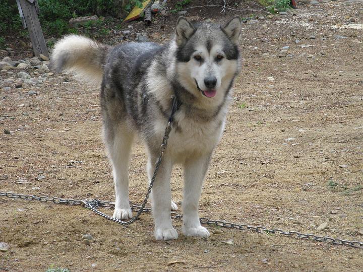 Juvakesa09_1.jpg - Repe mökillä kesällä 2009 / Repe in summer 2009