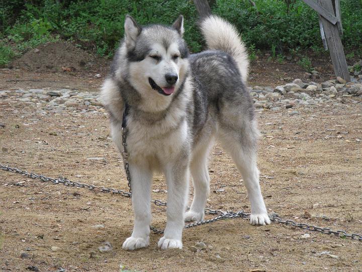 Juvakesa09_2.jpg - Repe mökillä kesällä 2009 / Repe in summer 2009