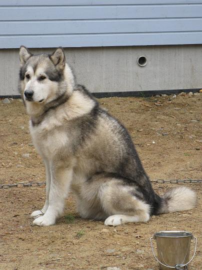 Juvakesa09_4.jpg - Repe mökillä kesällä 2009 / Repe in summer 2009