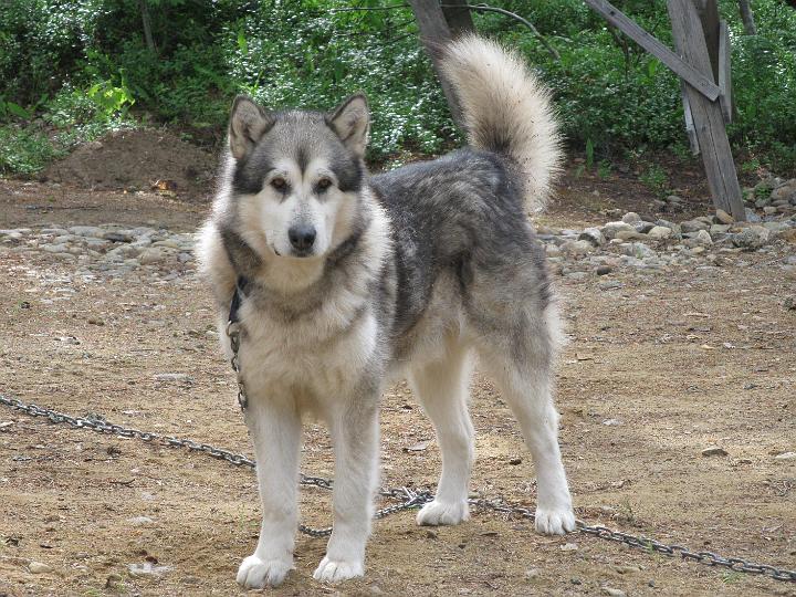 Juvakesa09_5.jpg - Repe mökillä kesällä 2009 / Repe in summer 2009