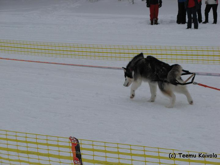 IMG_0711_Viirukk.JPG - Viiru Rautavaaralla 2007 / Viiru at Rautavaara 2007