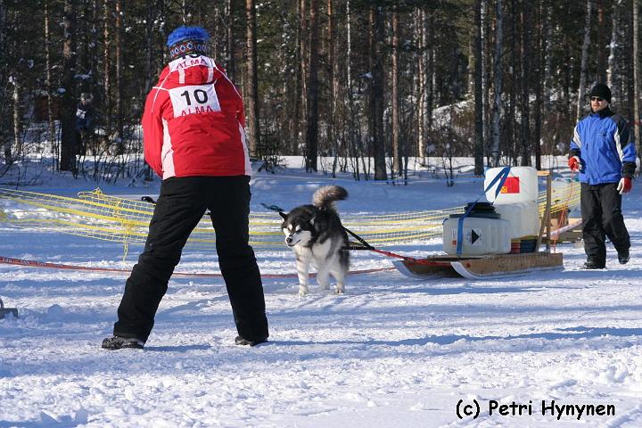 IMG_8942.jpg - Viirun kuormanveto Rautavaara -07 / Weight pulling at Rautavaara -07