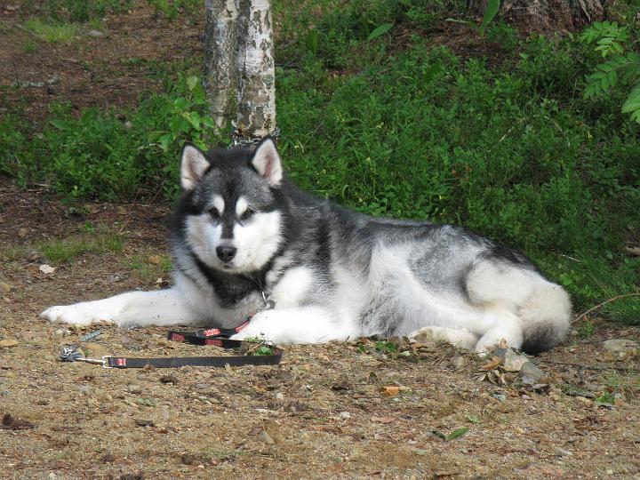 Juvakesa09_032.jpg - Viiru kesällä 2009 / Viiru at summer 2009