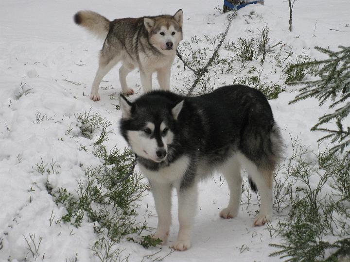 ViiruJoulu08_006.jpg - Viiru mökillä Jouluna08 / Viiru at our cottage in Christmas 08