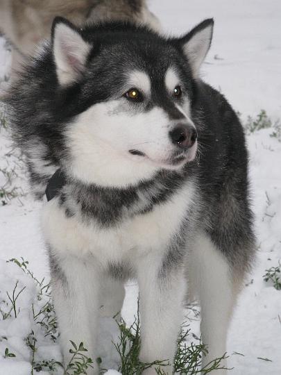 ViiruJoulu08_009.jpg - Viiru mökillä Jouluna08 / Viiru at our cottage in Christmas 08