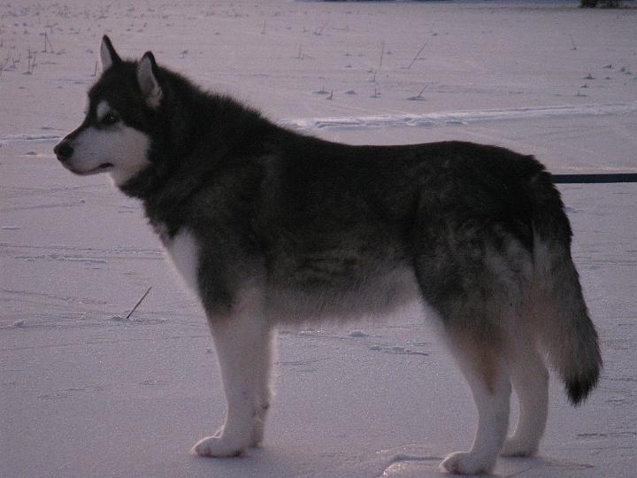 ViiruJoulu08_013.jpg - Viiru mökillä Jouluna08 / Viiru at our cottage in Christmas 08